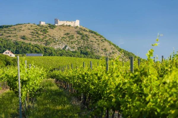 Vigneti, castello Devicky, Palava, Moravia, Repubblica Ceca — Foto Stock