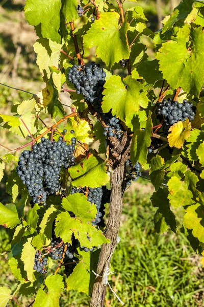 Weinberg zur Zeit der Weinlese bei Pulkau, Österreich — Stockfoto