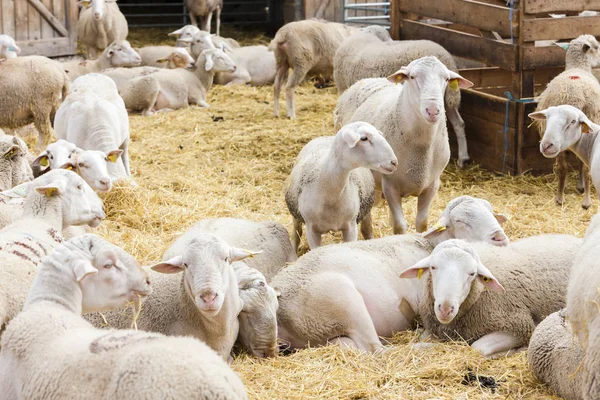 Ovce na farmě — Stock fotografie