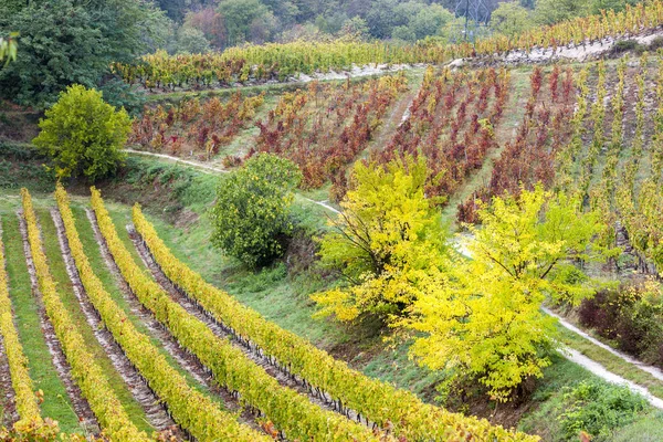 Осенние виноградники Ронской области — стоковое фото