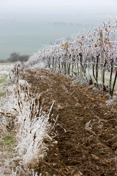 Виноградники зимой, регион Зноймо, Чехия — стоковое фото