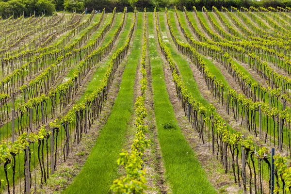 Viñedos, Palava, Región de Moravia, República Checa — Foto de Stock