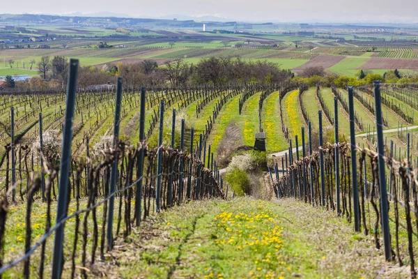 Vinhedo de primavera perto de Retz, Áustria — Fotografia de Stock