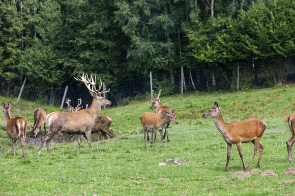 Zwierzę leśne, Styria, Austria — Zdjęcie stockowe