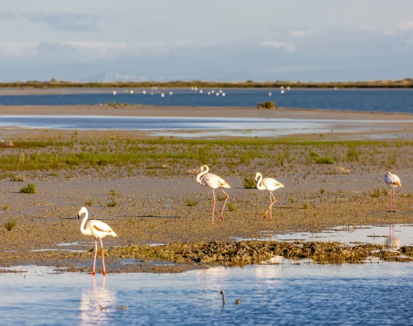 Fenicotteri, Camargue, Provenza, Francia — Foto Stock