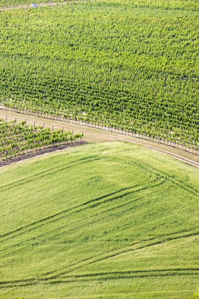 ヴェル Bilovice、チェコ共和国の近くのブドウ畑 — ストック写真