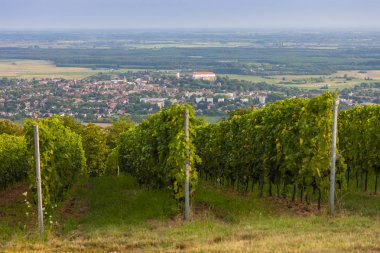 üzüm bağları, Siklos kalesi, Macaristan