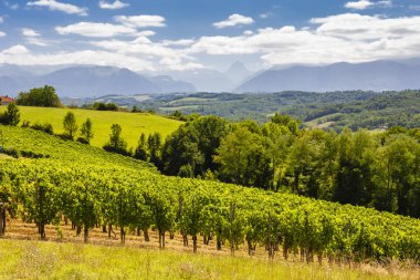 vineyard, Jurancon, France clipart
