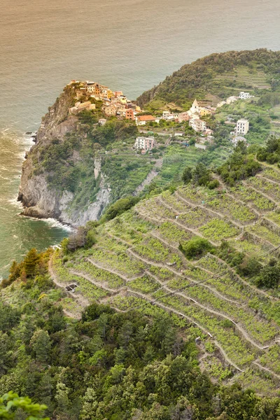 Vinhas na Costa, Cinque Terre, Itália — Fotografia de Stock