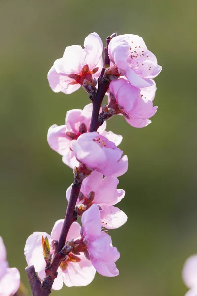 Detail of blossom peach tree — Stock Photo, Image