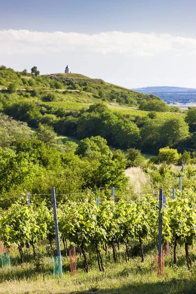 Vinodlingar, nära Velke Bilovice, Tjeckien — Stockfoto