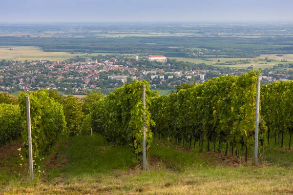 Vignobles, château de Siklos, Hongrie — Photo