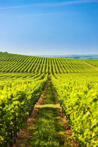 Winnica w pobliżu Villany, Węgry — Zdjęcie stockowe