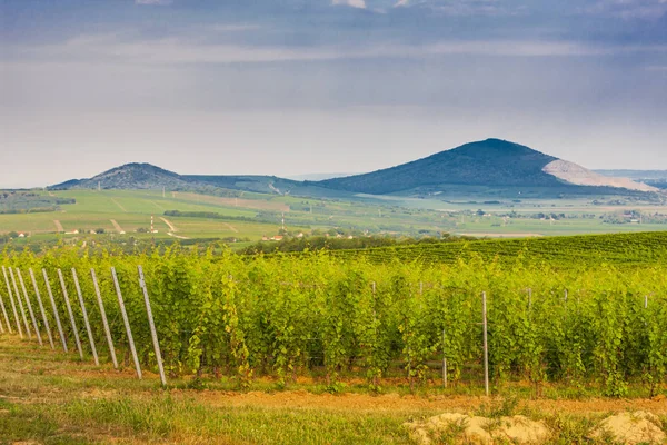 Vigneto vicino Villany, Ungheria — Foto Stock