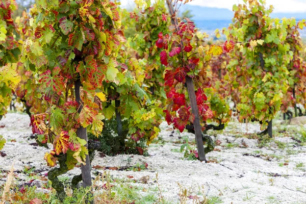 Autumn vineyards in Rhona region — Stock Photo, Image