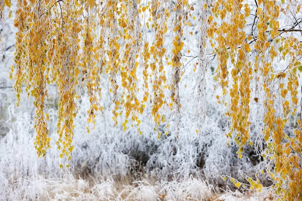 Paisagem de inverno, região de Moravia, República Checa — Fotografia de Stock