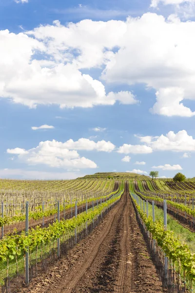 Viñedos, Palava, Región de Moravia, República Checa — Foto de Stock