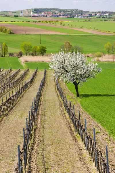 Viñedo de primavera cerca de Retz, Austria — Foto de Stock