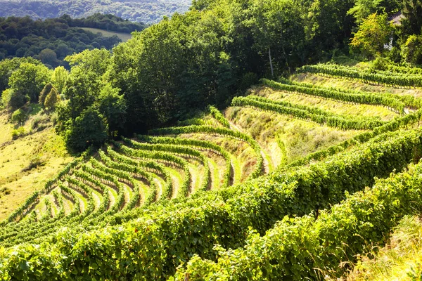 Vineyard, Jurancon, France — Stok fotoğraf