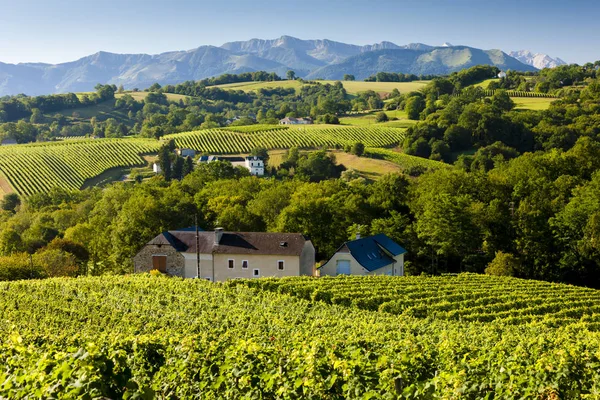 Vigneto, Jurancon, Francia — Foto Stock