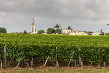 Saint-Emilion, Bordeaux, Francie yakınlarındaki üzüm bağları.