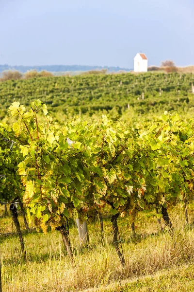 Vigneti a Znojmo, Repubblica Ceca — Foto Stock