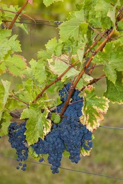 Detail of blue grapes — Stock Photo, Image