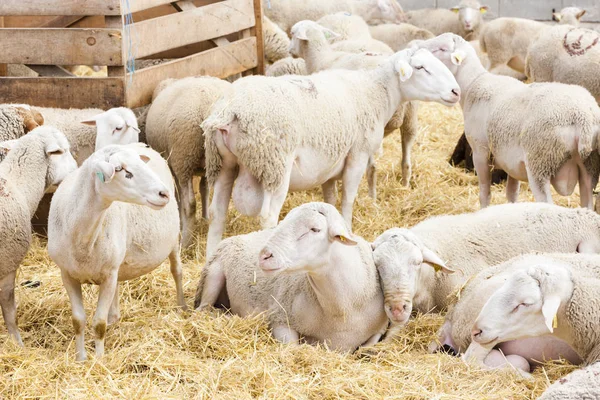 Schafe auf dem Bauernhof — Stockfoto