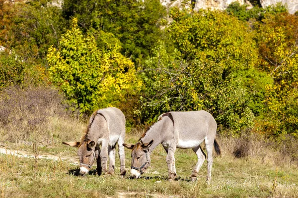 Donkey, Alpes de Haute Provence Departement, Γαλλία — Φωτογραφία Αρχείου