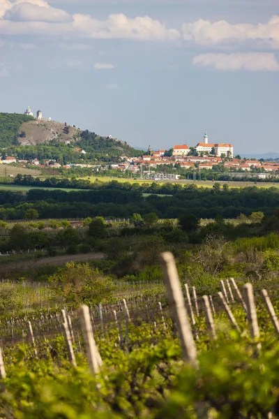 Viñedos, Palava, Región de Moravia, República Checa —  Fotos de Stock