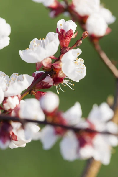 Detalhe da árvore de damasco de flor — Fotografia de Stock