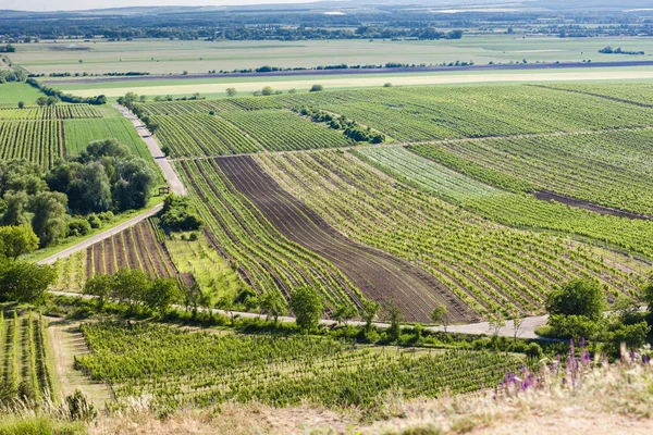 Wijngaarden in de buurt van Velke Bilovice, Tsjechië — Stockfoto