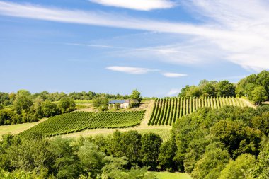 vineyard, Jurancon, France