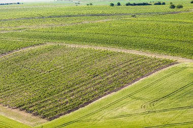 üzüm bağları yakınındaki Velke Bilovice, Çek Cumhuriyeti