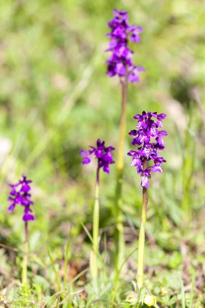 Wiese in der Nähe des Dorfes vernasca, Italien — Stockfoto