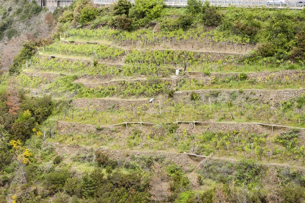 意大利Cinque Terre海岸葡萄园 — 图库照片