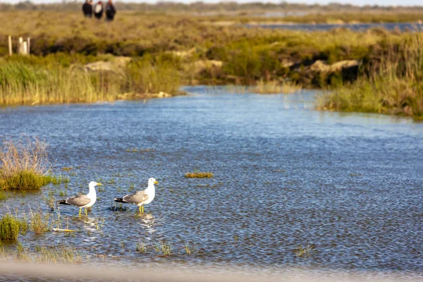 Camargue, Provence, Frankreich — Stockfoto