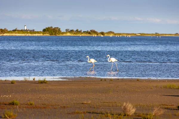 Flamingos, Camargue, Provence, Frankreich — Stockfoto