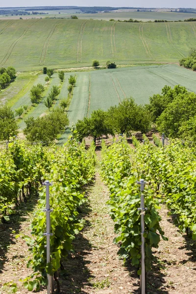 Vinhas, Palava, região da Morávia, República Checa — Fotografia de Stock