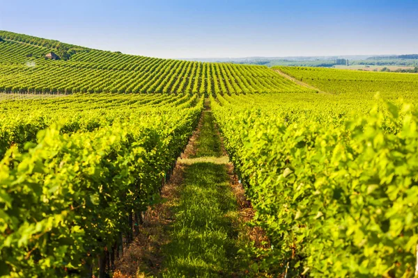 Weinberg in der Nähe von Villany, Ungarn — Stockfoto