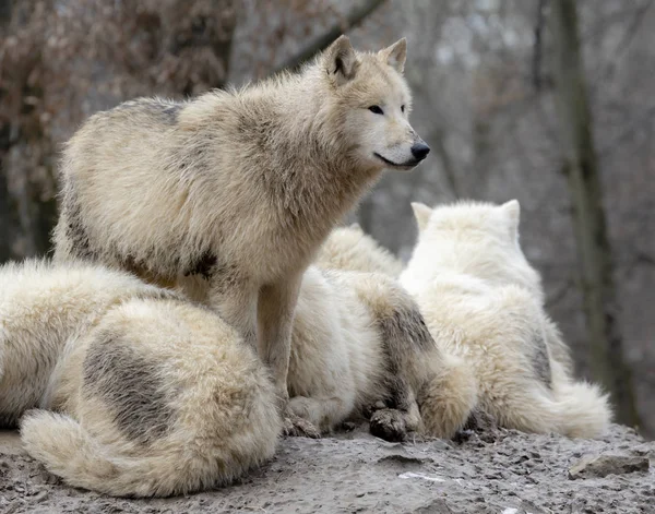 Wolves in winter — Stock Photo, Image