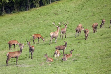 Forest Animal, Styria, Avusturya