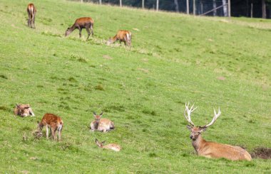 Forest Animal, Styria, Avusturya