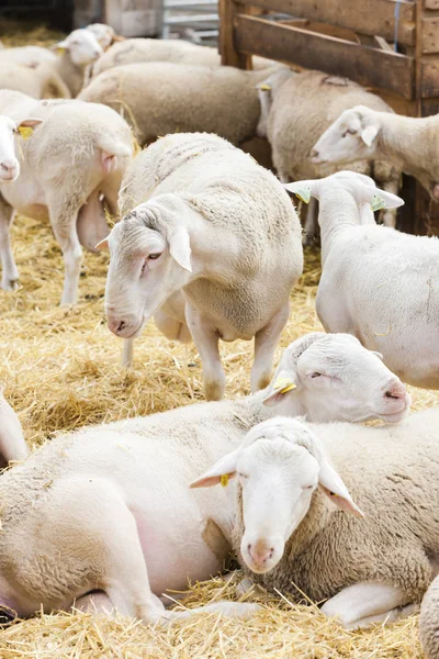 Pecore in azienda — Foto Stock