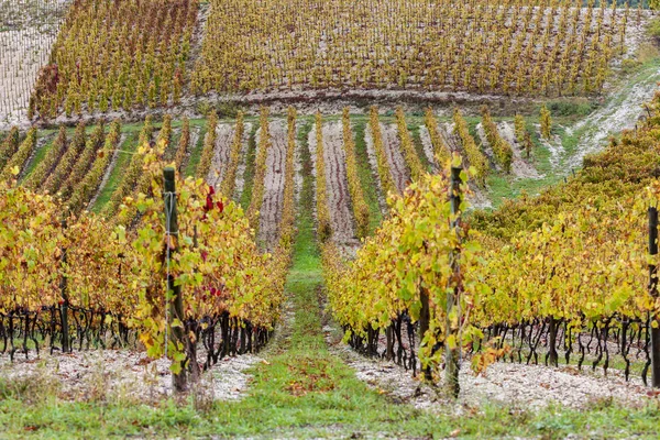 Herbstliche Weinberge in der Region Rhona — Stockfoto