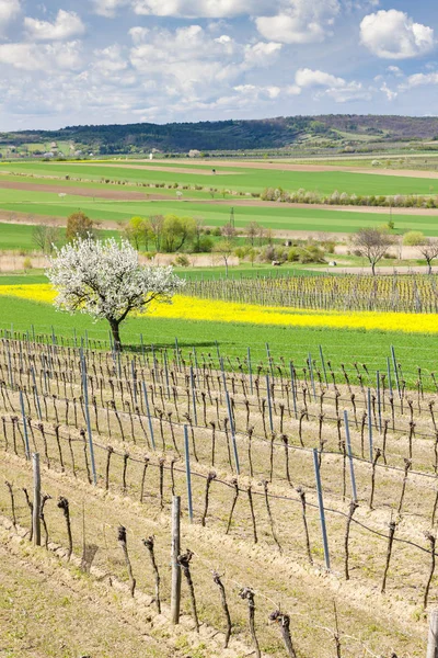 Родниковый виноградник недалеко от Реца, Австрия — стоковое фото