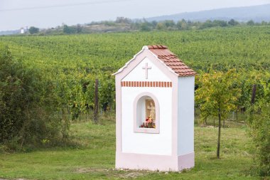 üzüm bağları, Znojmo region, Çek Cumhuriyeti