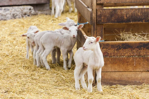 Sheep on the farm, Provance, France — Stock Photo, Image
