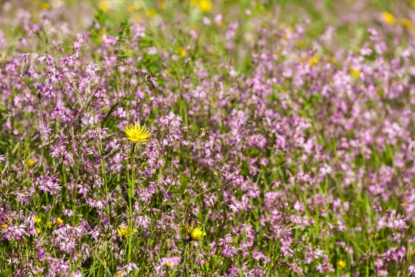 Meadow near village Vernasca, Italy — Stock Photo, Image