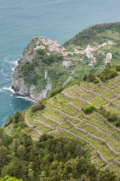 Vinhas na Costa, Cinque Terre, Itália — Fotografia de Stock